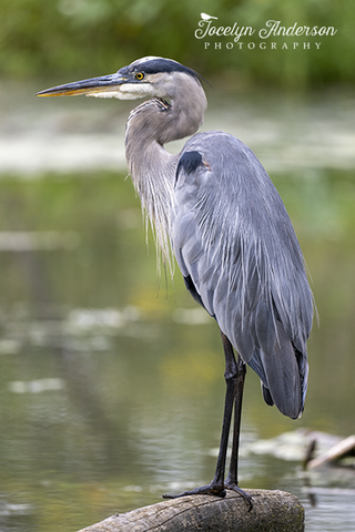 Great Blue Heron on Log Perch