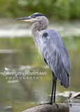 Great Blue Heron on Log Perch