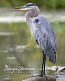 Great Blue Heron on Log Perch