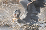 Great Blue Heron Fishing