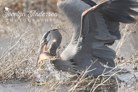 Great Blue Heron Fishing