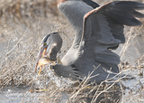 Great Blue Heron Fishing