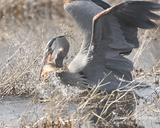 Great Blue Heron Fishing