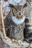 Great Horned Owl in Birch Tree