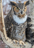 Great Horned Owl in Birch Tree