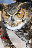 Great Horned Owl with Reaching Claw