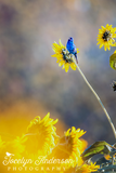 Indigo Bunting in a Sunflower Field