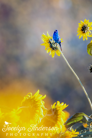 Indigo Bunting in a Sunflower Field
