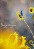 Indigo Bunting in a Sunflower Field