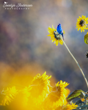 Indigo Bunting in a Sunflower Field