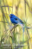 Indigo Bunting with Big Bluestem