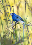 Indigo Bunting with Big Bluestem