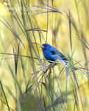 Indigo Bunting with Big Bluestem