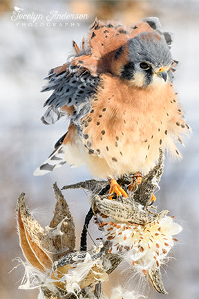 Kestrel Mimicking Milkweed