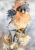 Kestrel Mimicking Milkweed