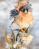 Kestrel Mimicking Milkweed