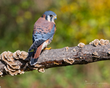 Kestrel on Branch