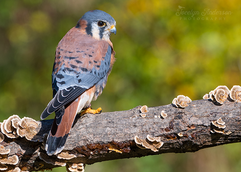 Kestrel on Branch