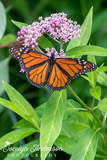 Monarch Butterfly on Swamp Milkweed