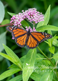 Monarch Butterfly on Swamp Milkweed