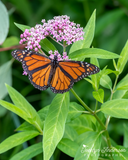 Monarch Butterfly on Swamp Milkweed