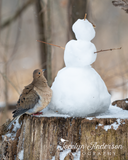 Mourning Dove with Snowman Friend