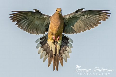 Mourning Dove in Flight