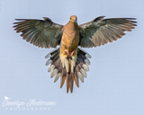 Mourning Dove in Flight