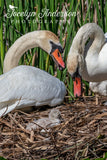 Mute Swan Family