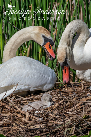 Mute Swan Family