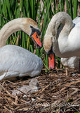 Mute Swan Family