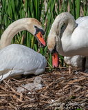 Mute Swan Family