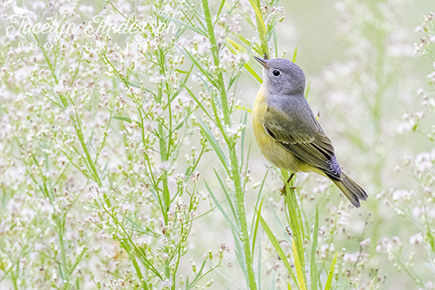 Nashville Warbler