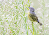 Nashville Warbler