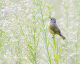 Nashville Warbler