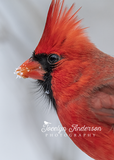 Northern Cardinal with Snow