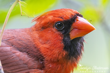 Northern Cardinal with Inchworm
