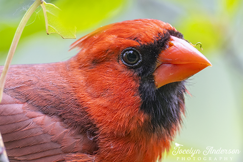 Northern Cardinal with Inchworm
