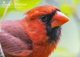 Northern Cardinal with Inchworm