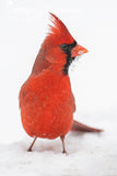 Northern Cardinal with Snow on Beak