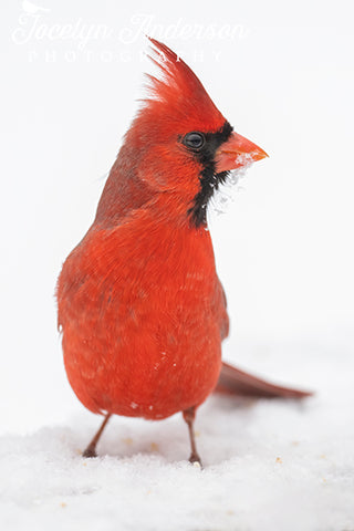 Northern Cardinal with Snow on Beak