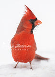 Northern Cardinal with Snow on Beak