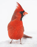 Northern Cardinal with Snow on Beak