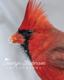 Northern Cardinal with Snow