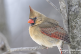 Northern Cardinal in the Wind