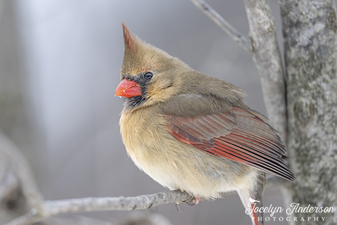 Northern Cardinal in the Wind