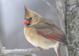Northern Cardinal in the Wind