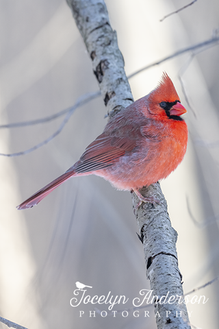 Northern Cardinal Floofing