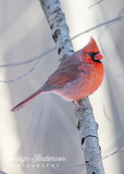 Northern Cardinal Floofing