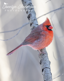 Northern Cardinal Floofing